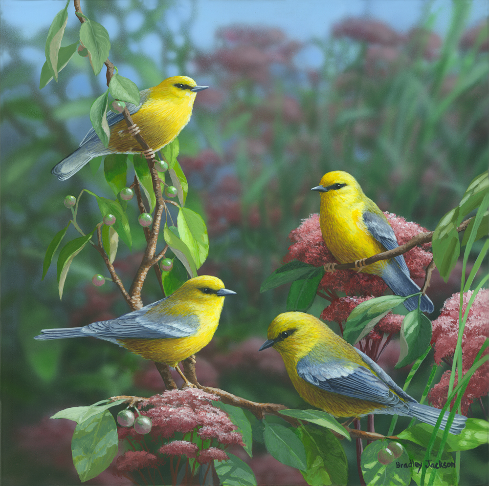 "Summer Melodies" - Blue Winged Warbler "Summer Melodies" - Blue Winged Warbler